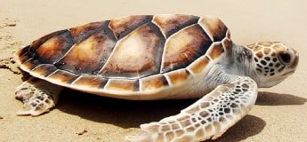 Turtle on Sand