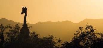 Giraffe reaches over treetops in sunset