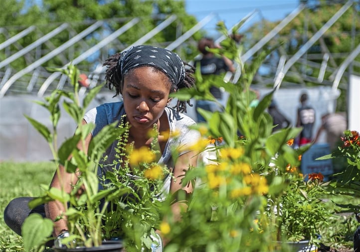 Sint Maarten Permaculture Volunteer Program: Dev Asst.