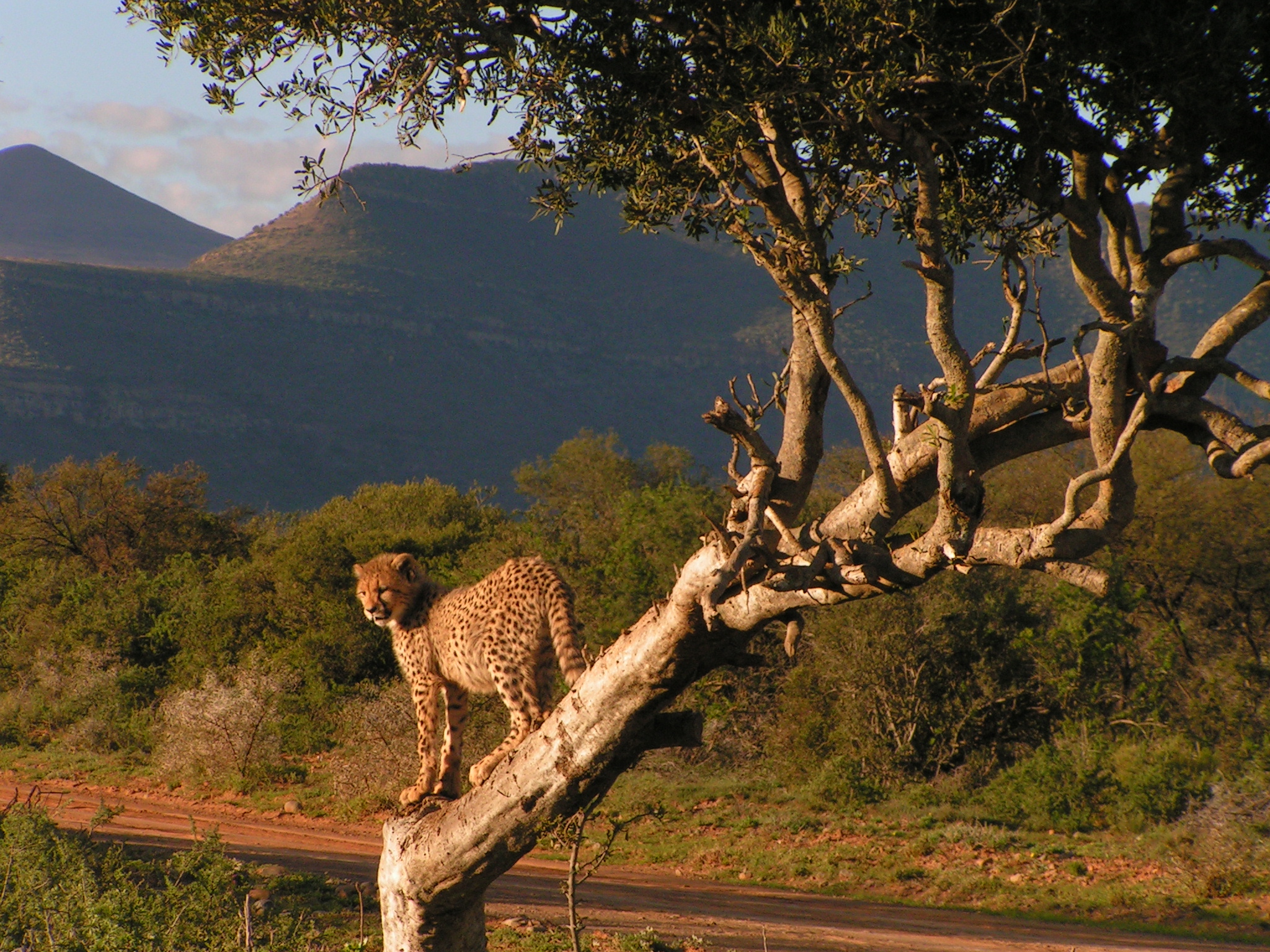 ▷ Big 5 Wildlife Conservation Assistant | Volunteer in South Africa 2023 ▷ Big 5 Wildlife Conservation Assistant | Volunteer in South Africa 2023