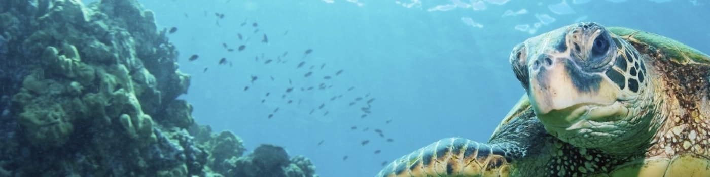 Sea Turtle Conservation Volunteer
