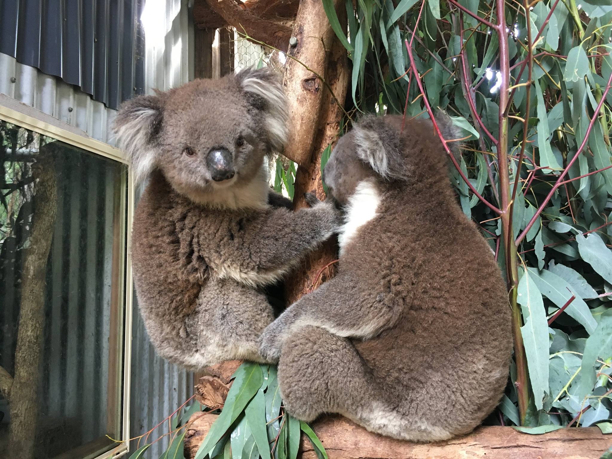 ▷ Wildlife Shelter Carer | Volunteer in Australia 2023 ▷ Wildlife Shelter Carer | Volunteer in Australia 2023