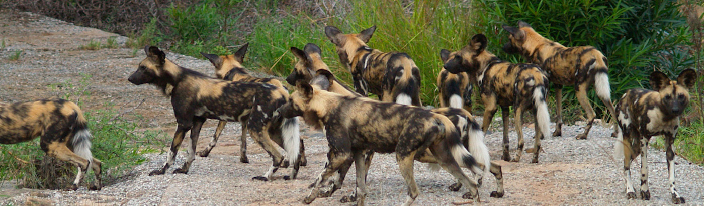 wild republic african wild dog