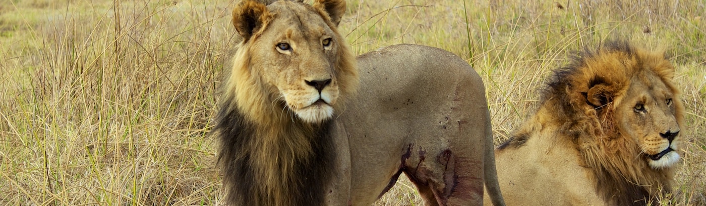 wildlife conservation top 10