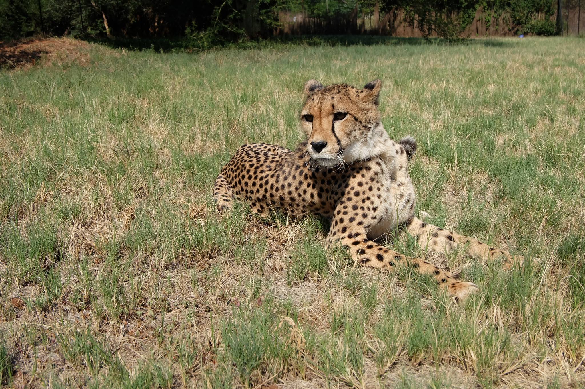 ▷ Animal Sanctuaries | Volunteer in South Africa 2023 ▷ Animal Sanctuaries | Volunteer in South Africa 2023