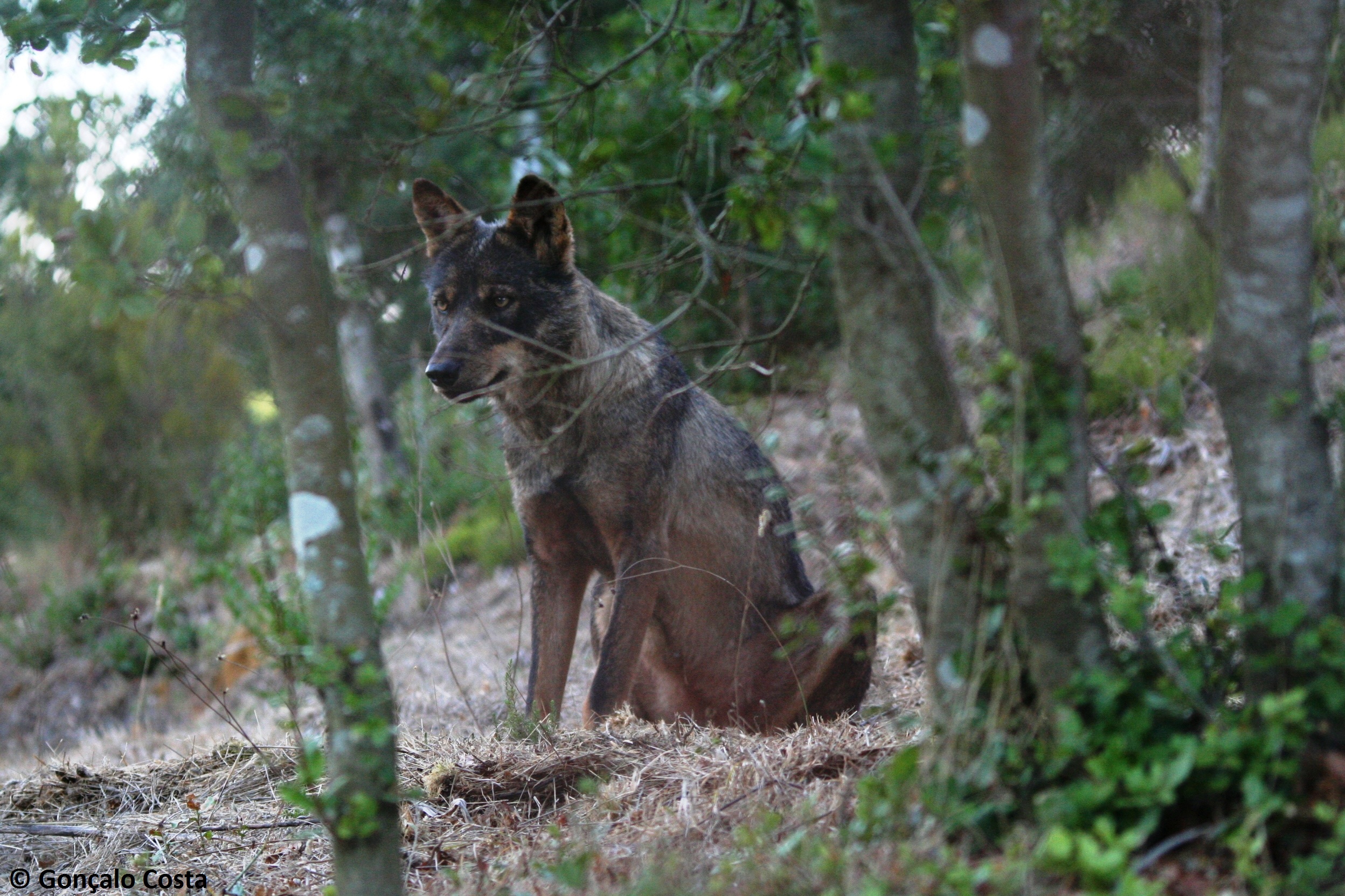 Wolf Conservation Experience Volunteer In Portugal 2019