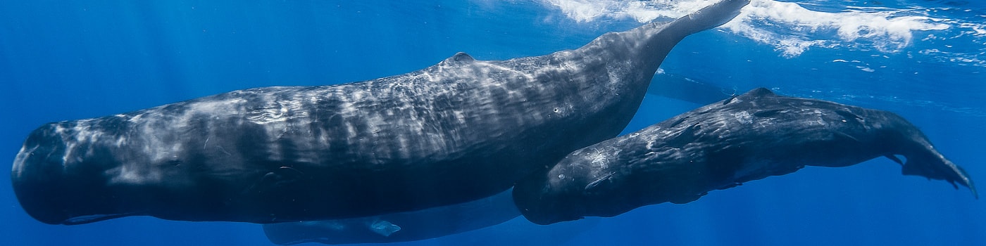volunteer with whales top