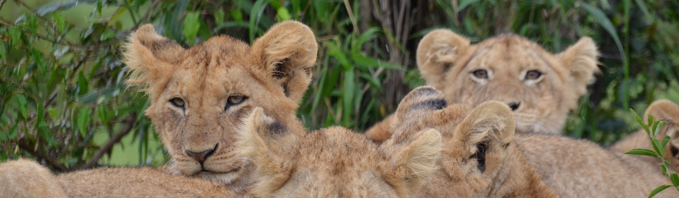lion conservation top 10 projects 2019 volunteer world
