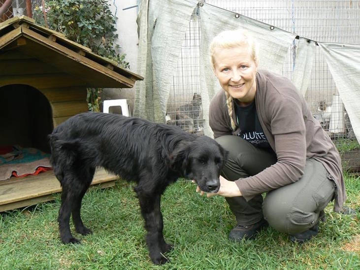 Dog And Cat Shelter Quito Dog And Cat Shelter Quito