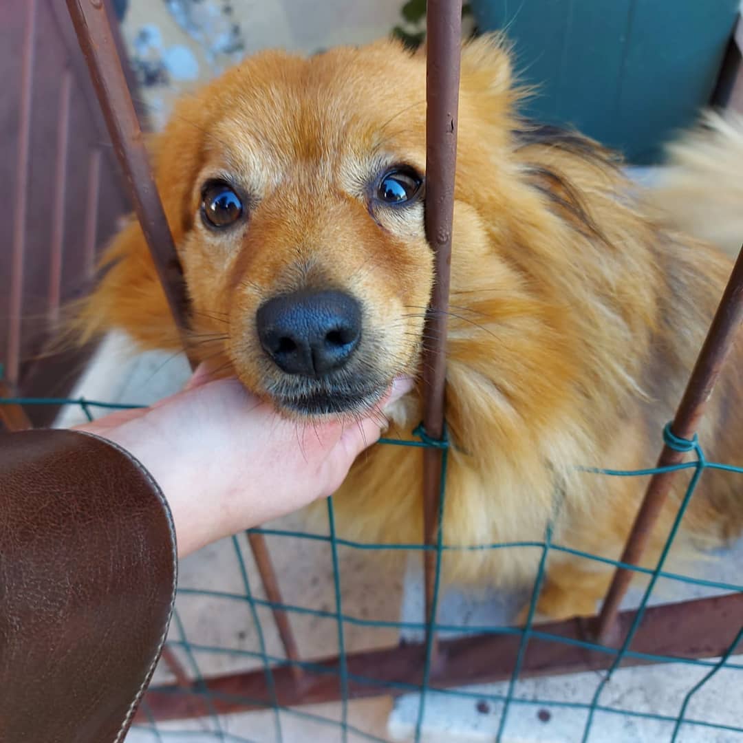 ▷ Animal Care and Protection | Volunteer in Italy 2023 ▷ Animal Care and Protection | Volunteer in Italy 2023
