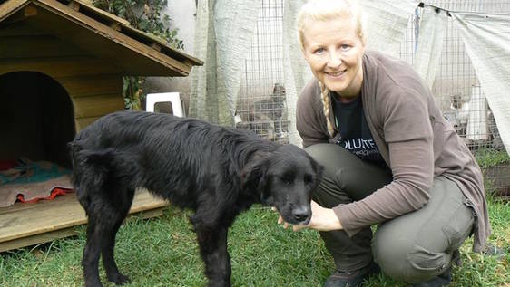 Dog And Cat Shelter Quito Dog And Cat Shelter Quito