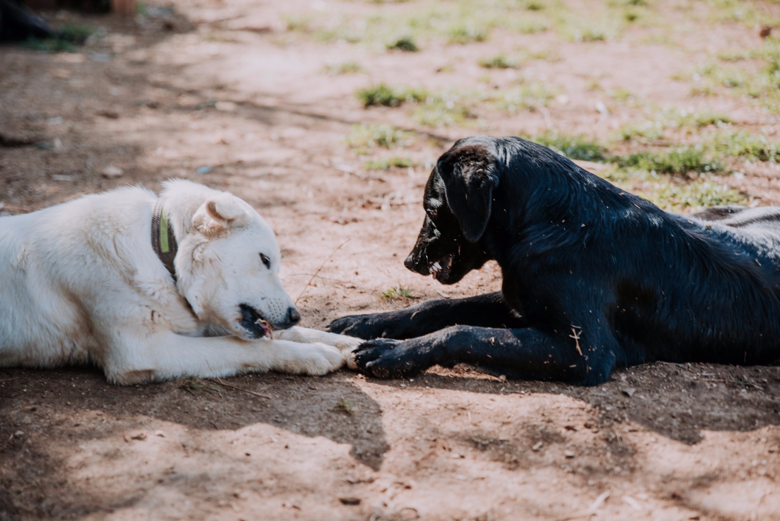 ▷ Animal Care Helper | Volunteer in Croatia 2023 ▷ Animal Care Helper | Volunteer in Croatia 2023