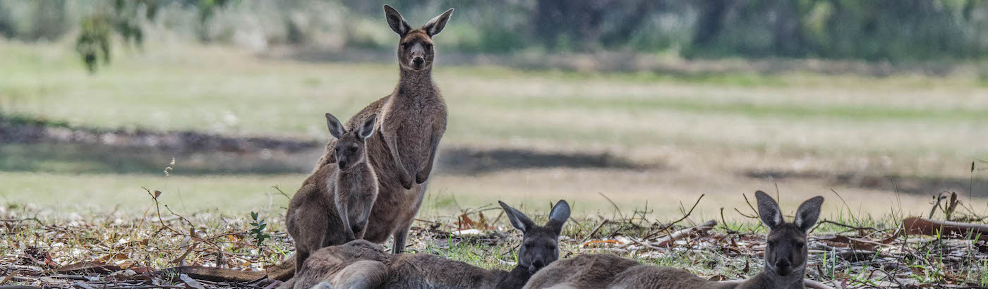 wildlife conservation top 10 projects 2019 volunteer world