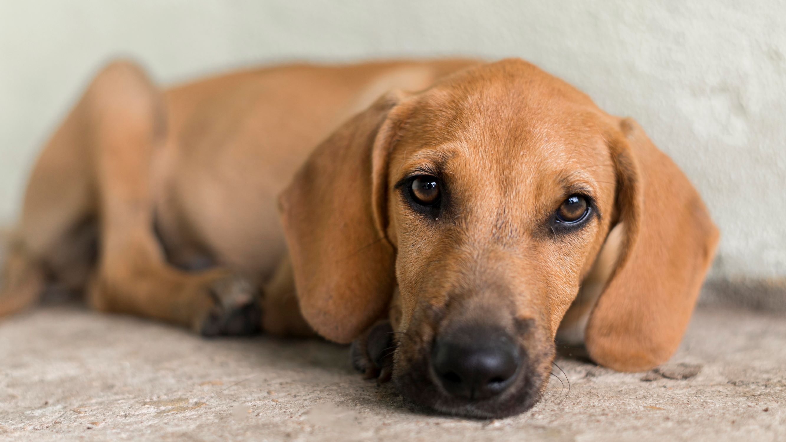 ▷ Animal welfare Helper | Volunteer in Spain 2023 ▷ Animal welfare Helper | Volunteer in Spain 2023