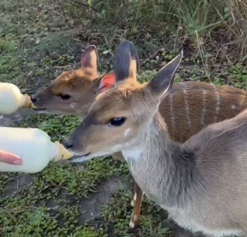▷ Wildlife Awareness, Rehab & Veterinary Experience | Freiwilligenarbeit in Südafrika 2023 ▷ Wildlife Awareness, Rehab & Veterinary Experience | Freiwilligenarbeit in Südafrika 2023