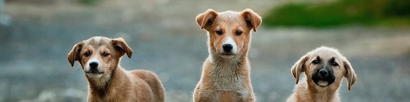 community service near me animal shelter